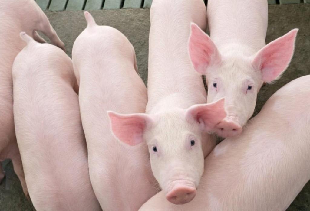 Espaço da suinocultura no Show Rural terá degustações, robô, palestras e demonstração de equipamentos