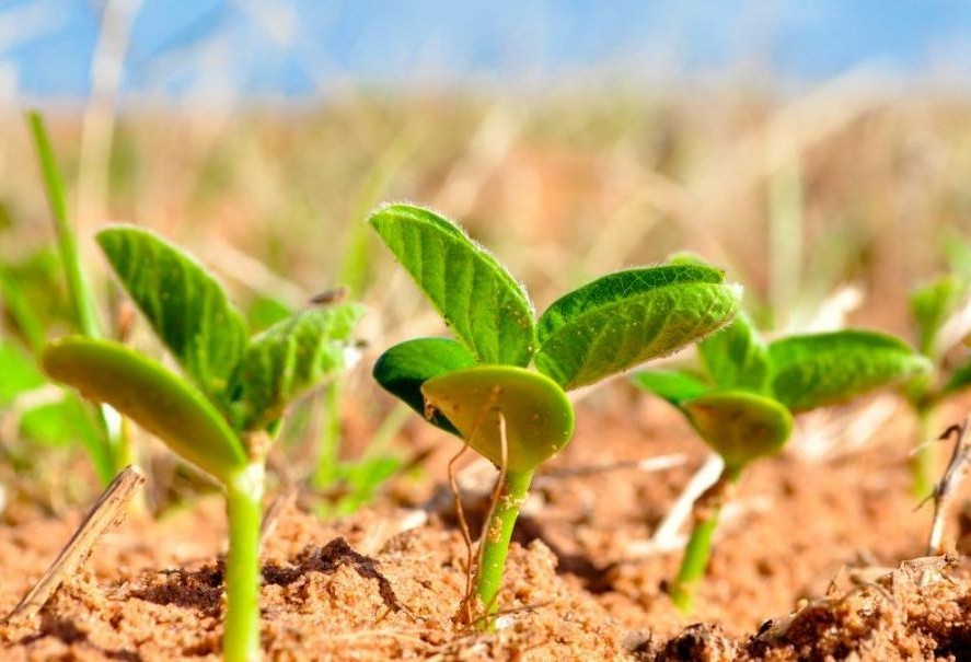 Paraná deve semear  5 milhões de hectares com soja 