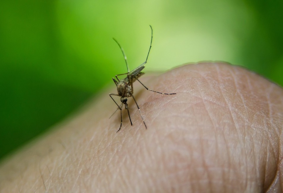 Dias frios devem ser aproveitados para acabar com criadouros, alerta Combate à Dengue