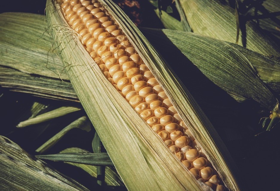 Segunda safra de milho pode alcançar 14 milhões de toneladas