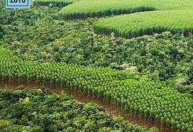 "33% do território brasileiro dentro das propriedades rurais são preservadas", diz  chefe da Embrapa  Territorial 