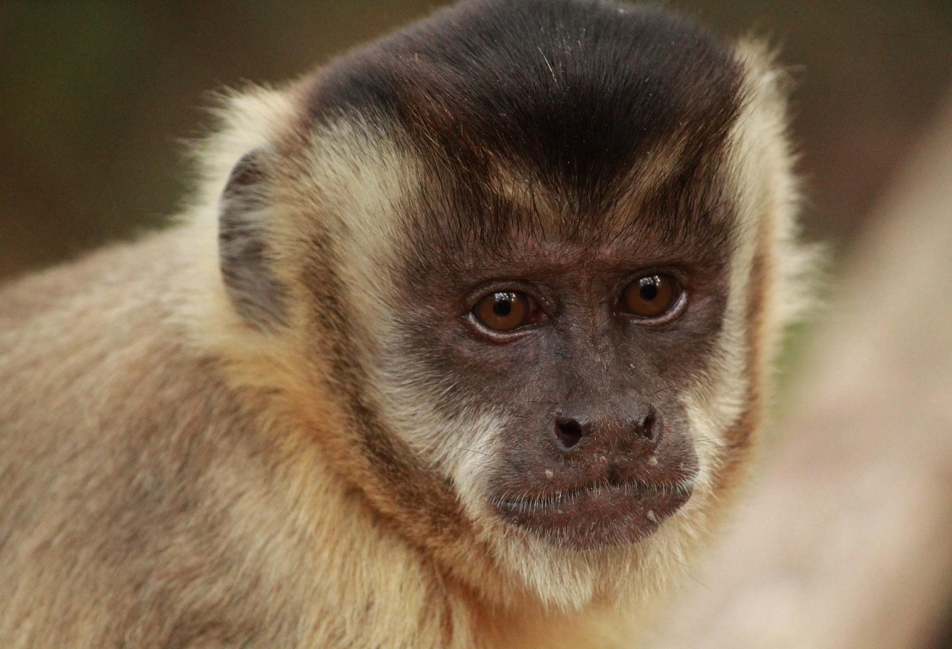 Município emite nota sobre macaco-prego morto no Lago Azul