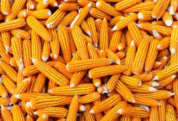 Brasil tem potencial para produzir 15 bilhões de litros de etanol a partir do milho