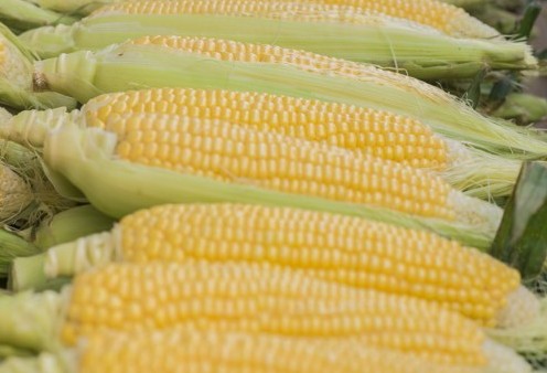 Safra de milho deve atingir nível recorde 