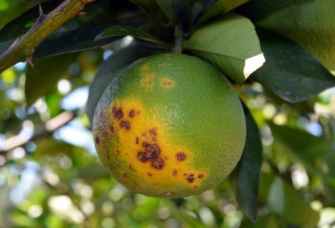 Greening já foi identificado em 164 municípios do Paraná