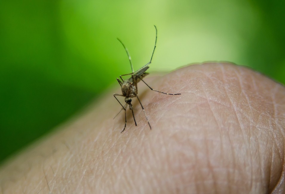 Setor de Endemias vistoria locais com maiores índices de infestação do Aedes aeypti