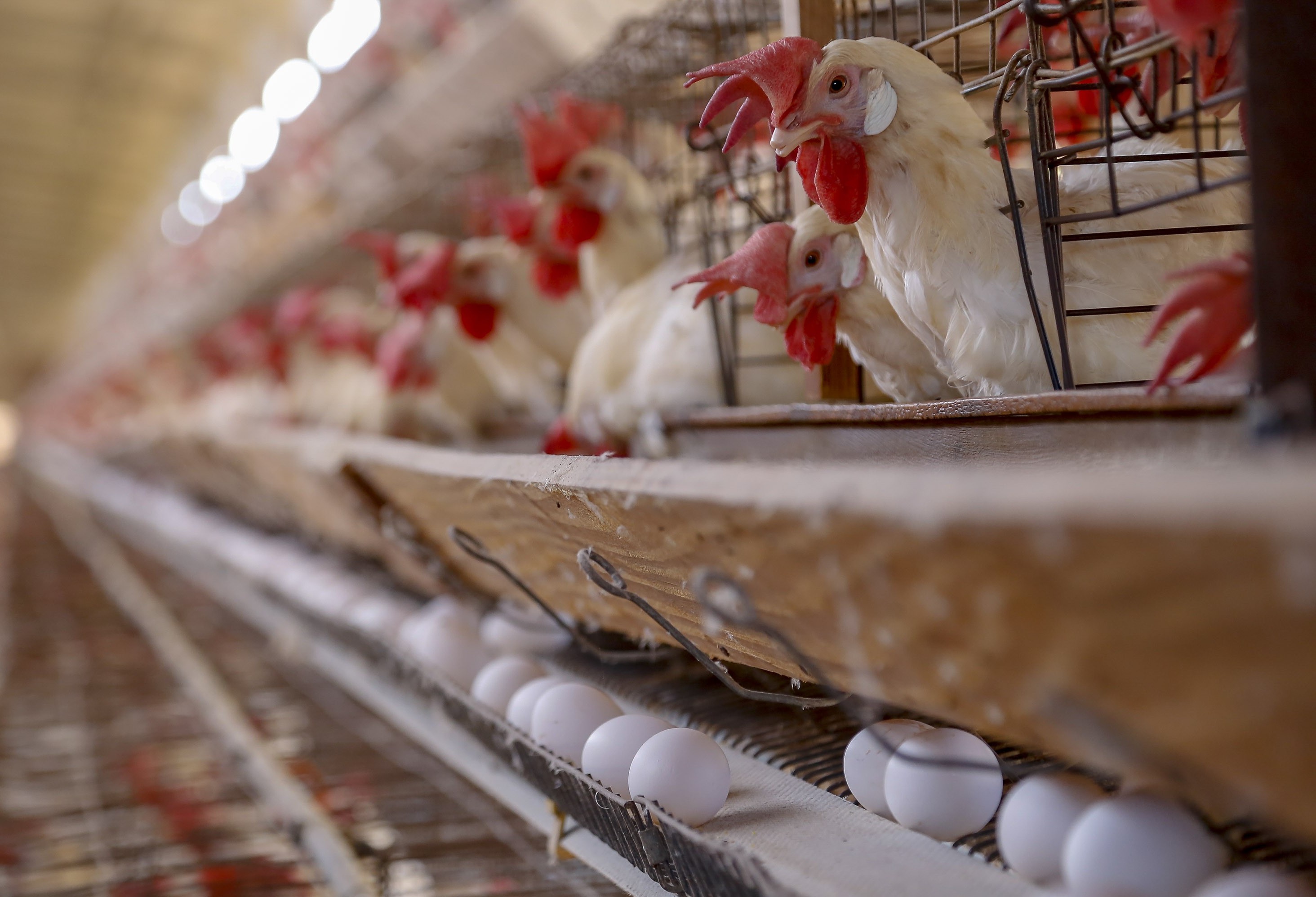 Líder nacional em proteína animal, Paraná aumenta produção de frangos e suínos em 2021