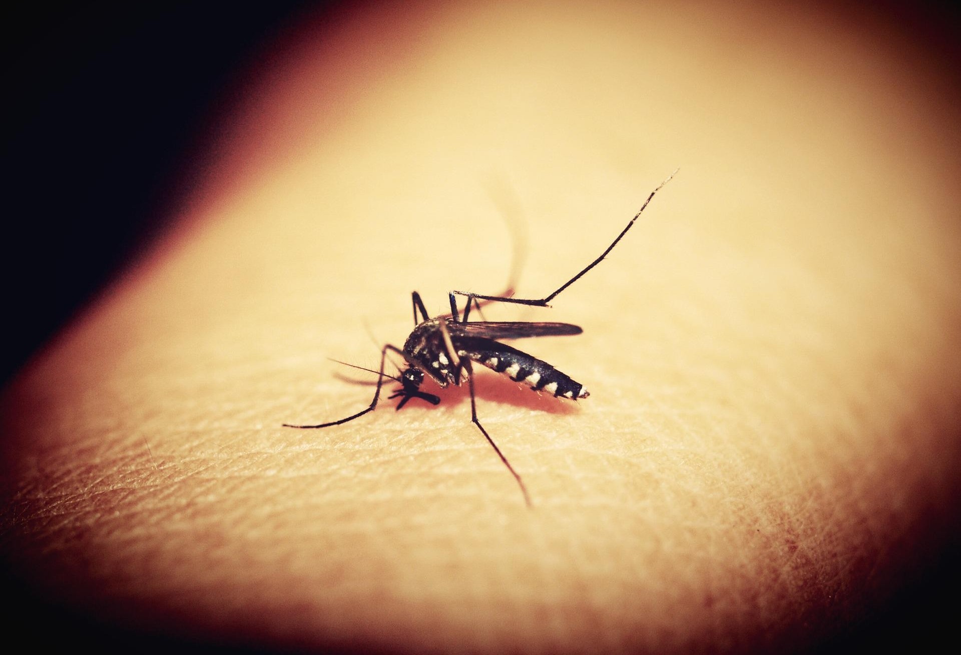 Cascavel registra 705 novos casos de dengue