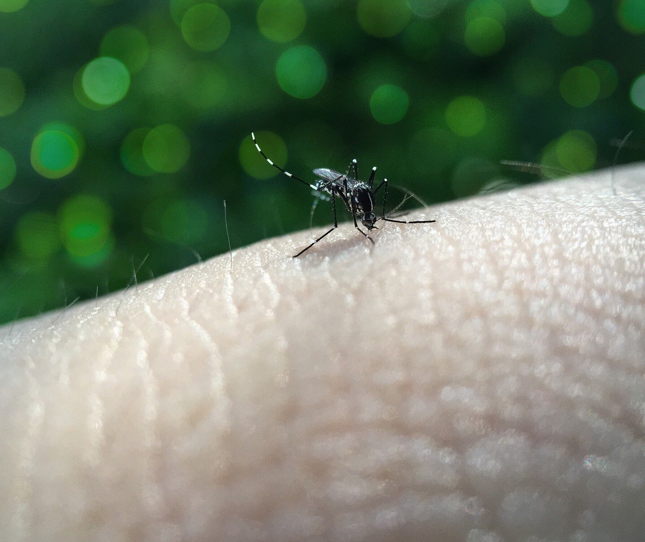 Proteja-se Contra a Doença da Dengue com nossas dicas