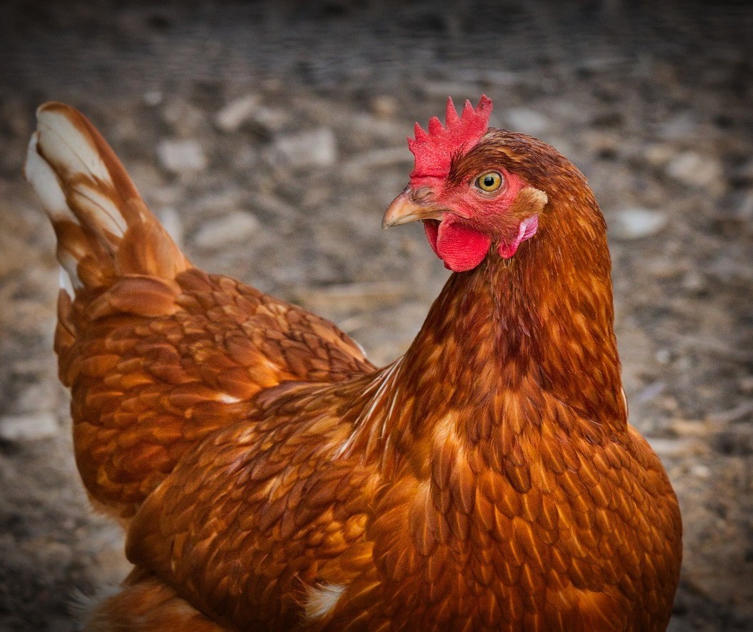 Focos da influenza aviária estão restritos à região litorânea do estado