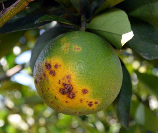 Greening já foi identificado em 164 municípios do Paraná