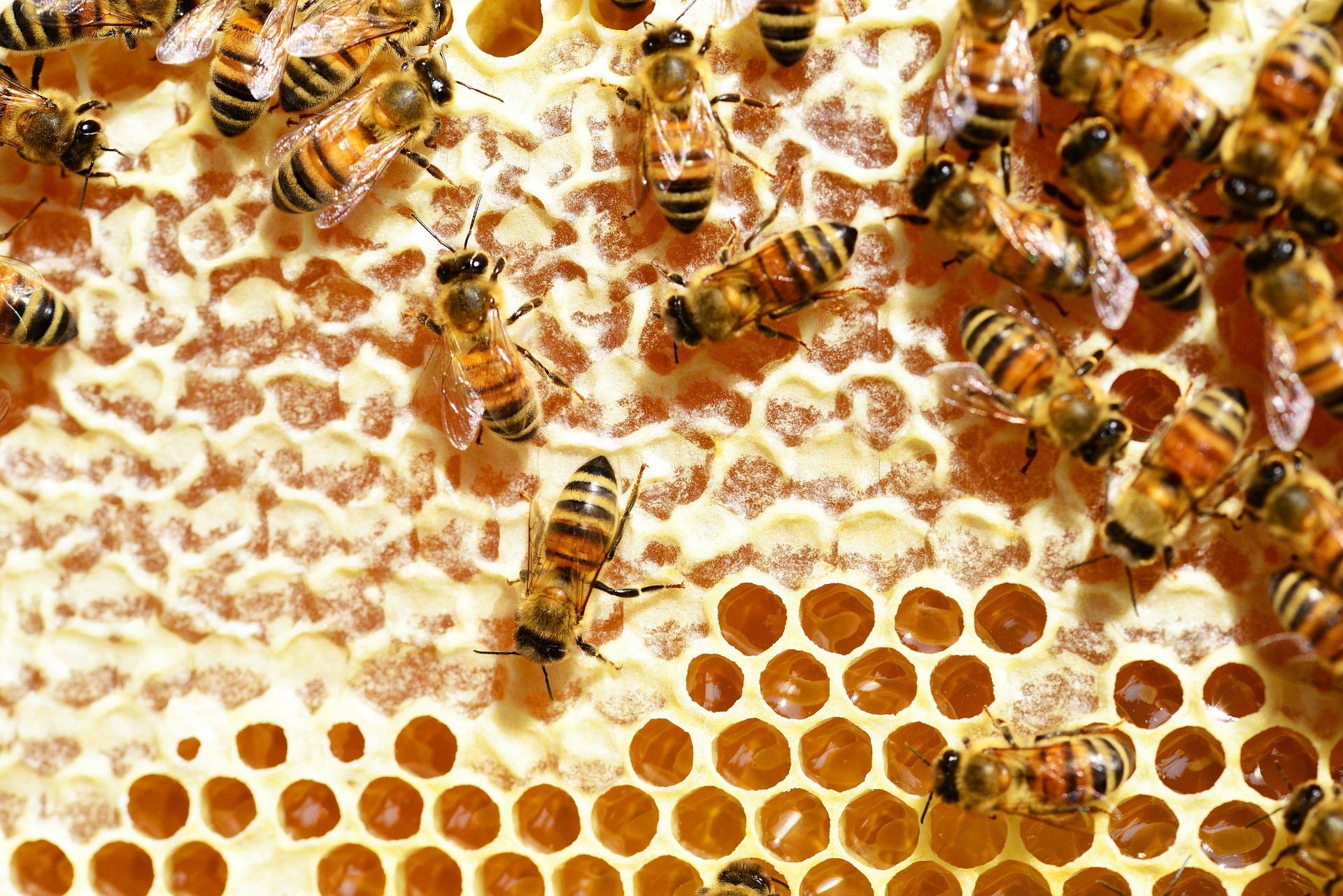 Desde 2019 Defesa Civil atendeu mais de 2 mil chamados para retirada de abelhas