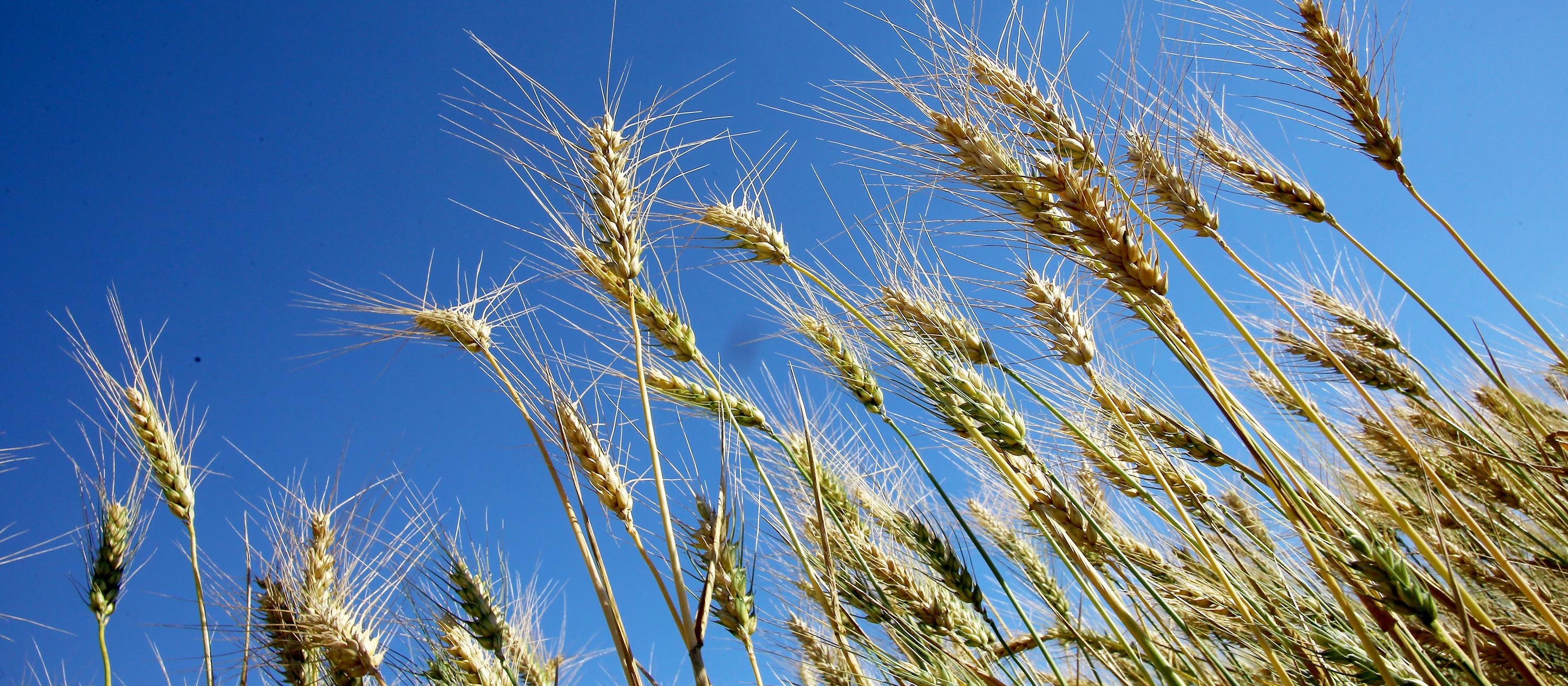 Trigo é destaque do Boletim Semanal de Conjuntura Agropecuária