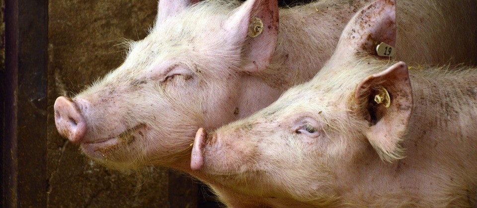 Brasil Pork Event reúne suinocultores em Foz do Iguaçu