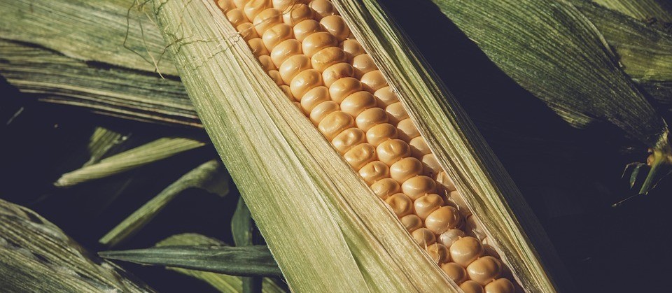 Mercado do milho mais frouxo no final de outubro