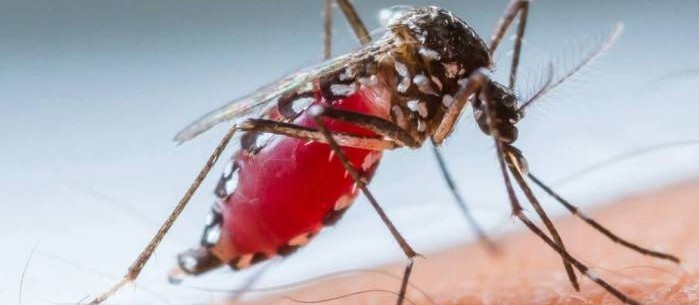 Dengue: Cascavel registra 6.681 casos da doença