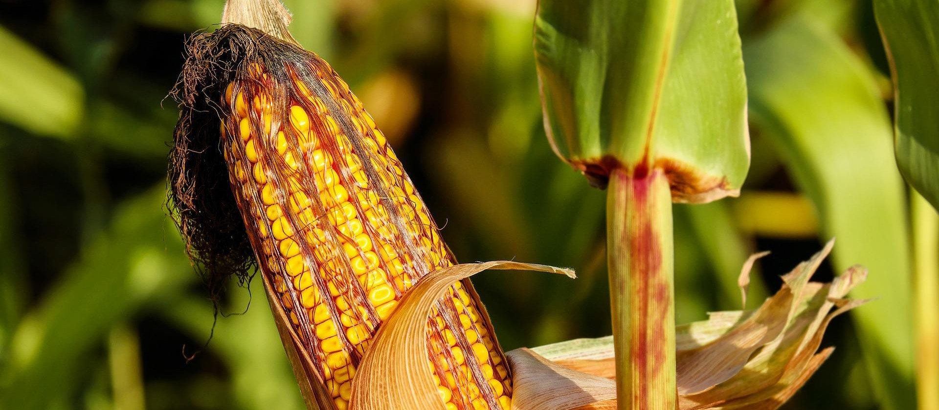 Produção do etanol de milho está em ascensão no Brasil 