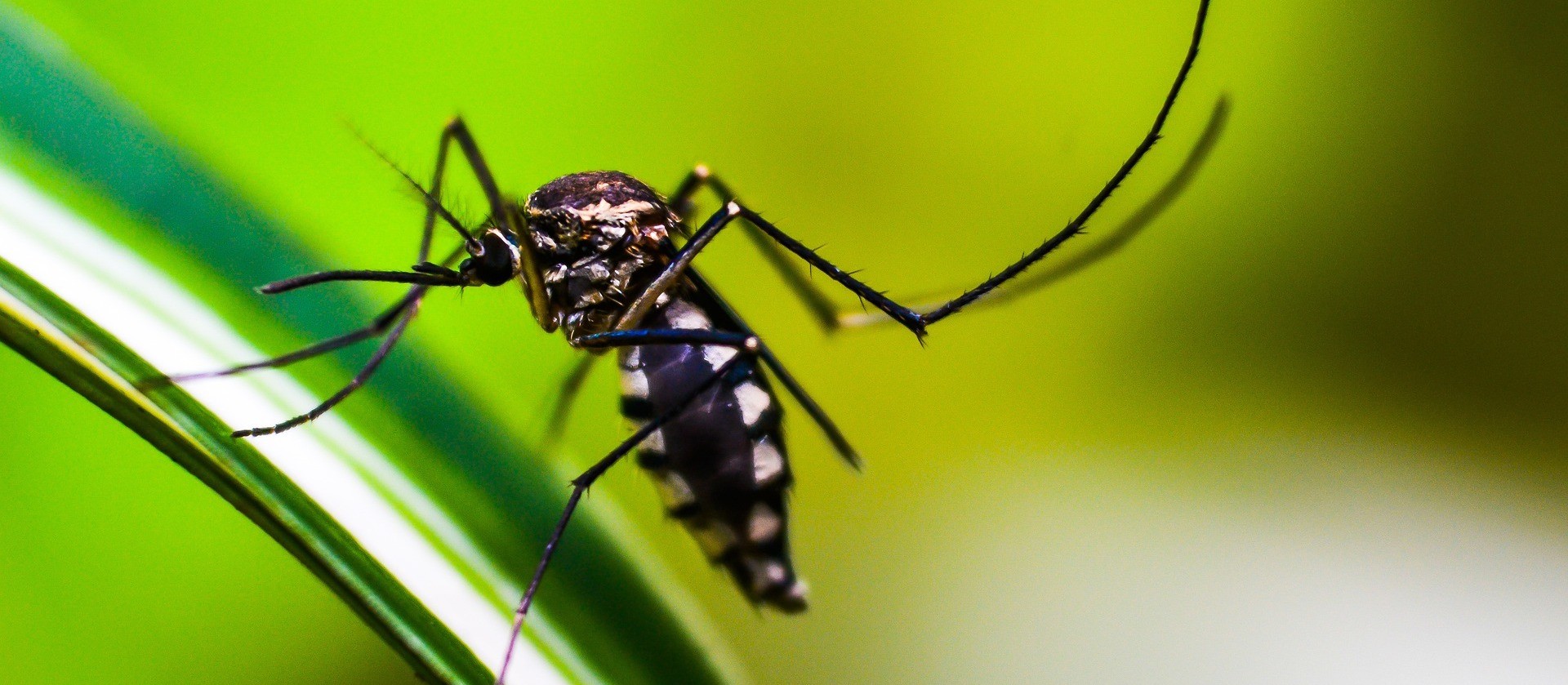 LIRAa aponta baixo risco de dengue 