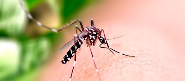 Cascavel em guerra contra a dengue