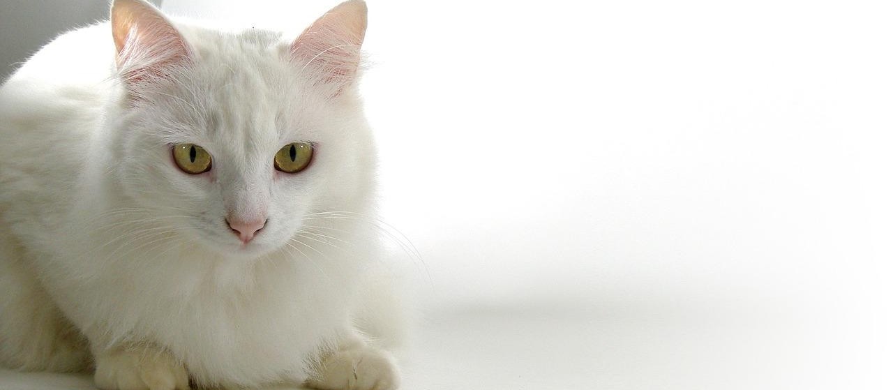Projeto de Lei que institui o selo "Amigo dos Animais" é votado  em Cascavel 