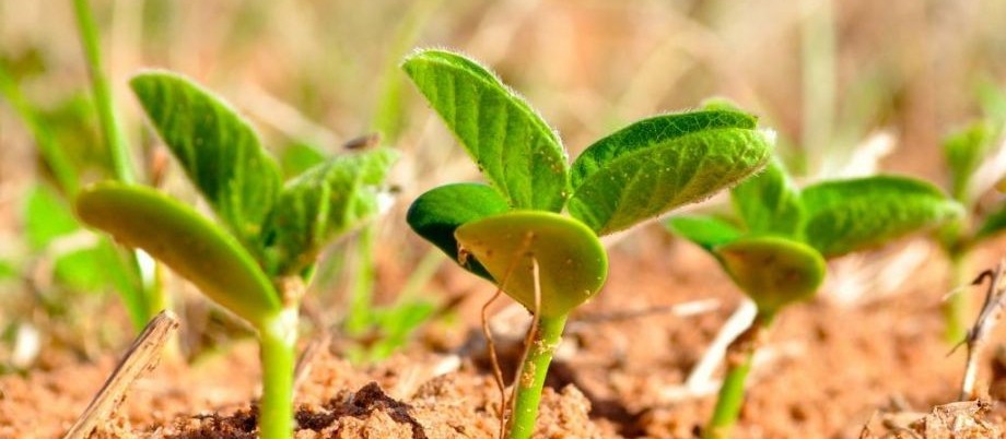 Paraná deve semear  5 milhões de hectares com soja 