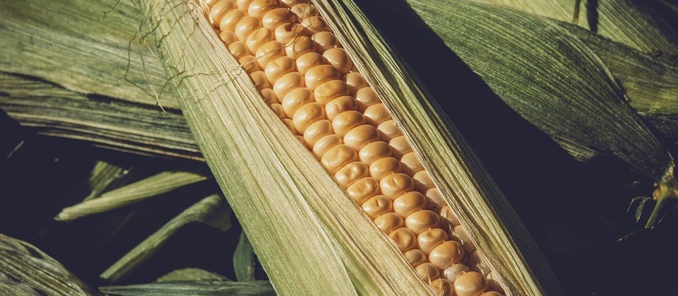 Segunda safra de milho pode alcançar 14 milhões de toneladas