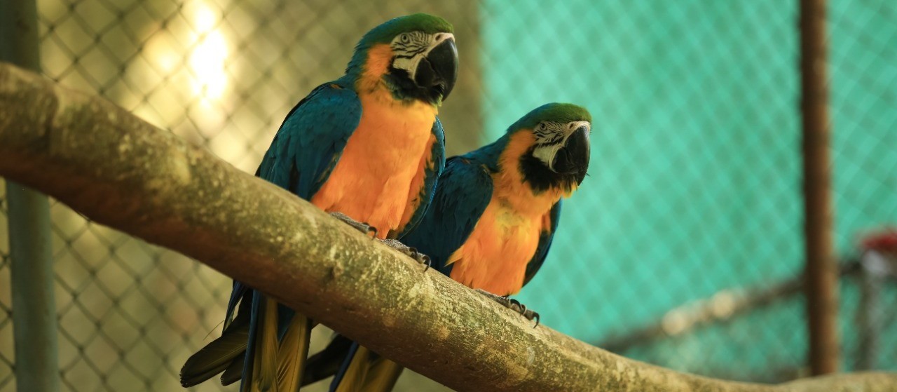 Zoológico de Cascavel bate recorde  e deve chegar a marca de 40 mil visitantes no mês de julho