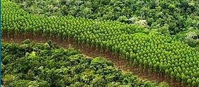 "33% do território brasileiro dentro das propriedades rurais são preservadas", diz  chefe da Embrapa  Territorial 