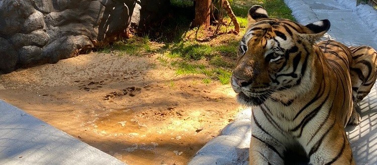 Tigre Hu ganha novo espaço no Zoo de Cascavel 