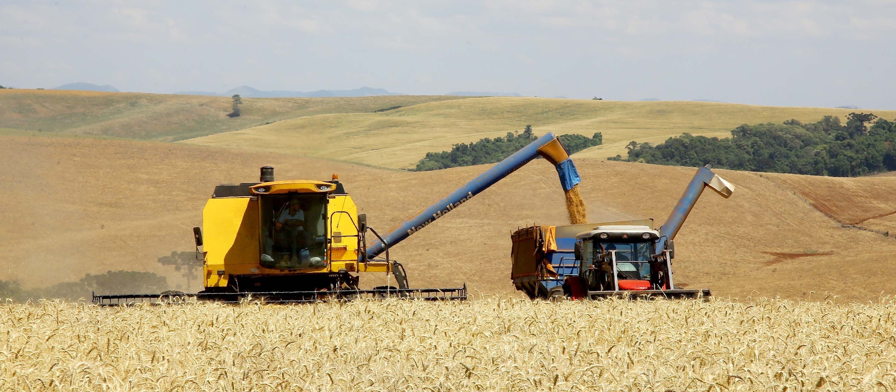 Preços do trigo chegam a R$2 mil a tonelada