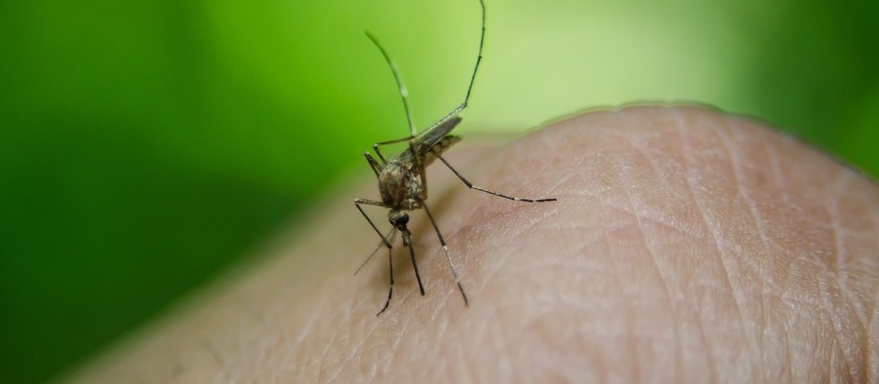Novos casos de dengue são registrados em Cascavel 