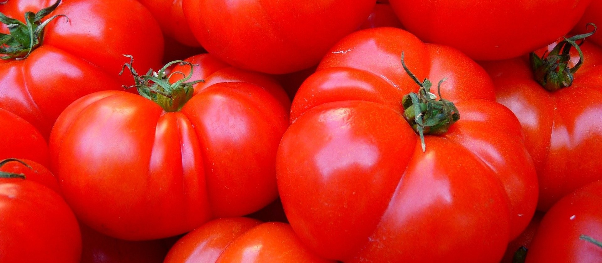 Sobe o preço do tomate no Paraná 