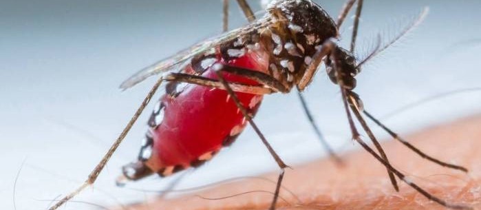 Em Cascavel, 7.456 pessoas tiveram exame positivo para dengue