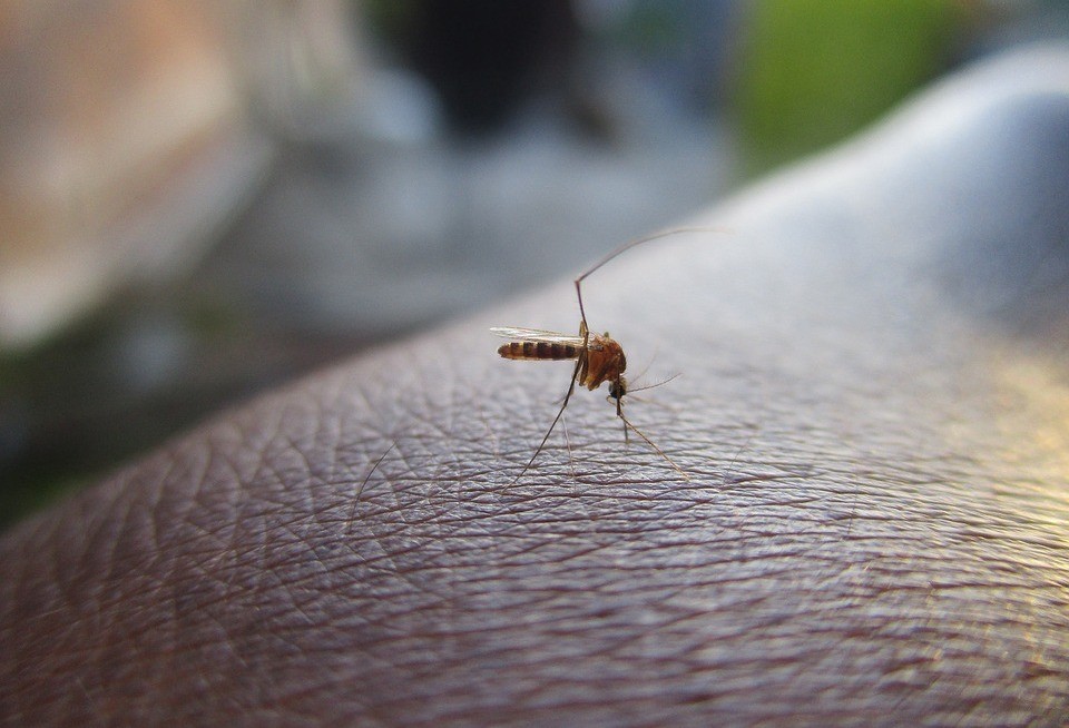 Setor de Endemias vistoria bairros com maior índice de infestação do mosquito da dengue 