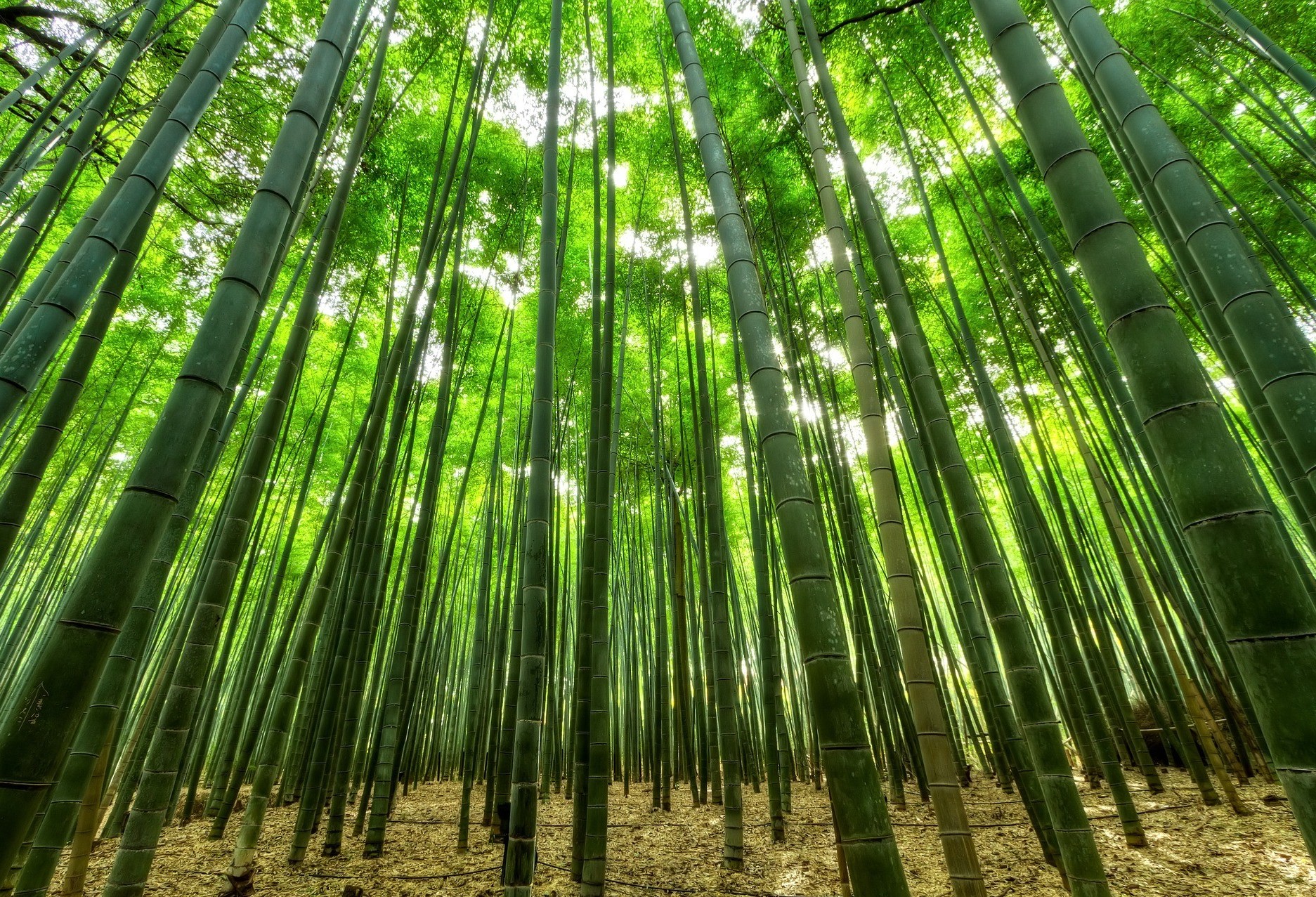 Assembleia Legislativa aprova projeto de lei de incentivo à cultura do bambu
