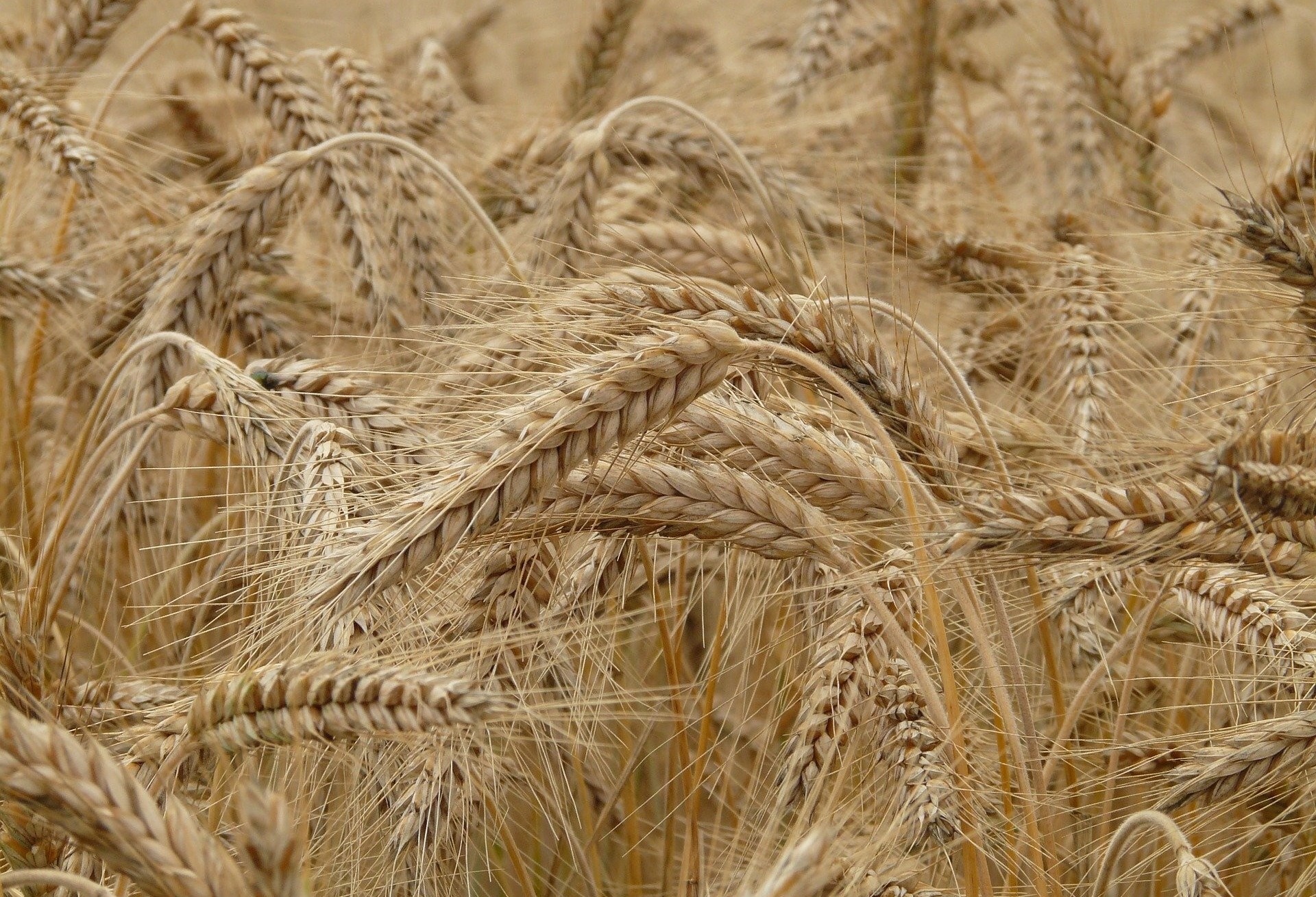 Semeadura do trigo está na reta final no Paraná 