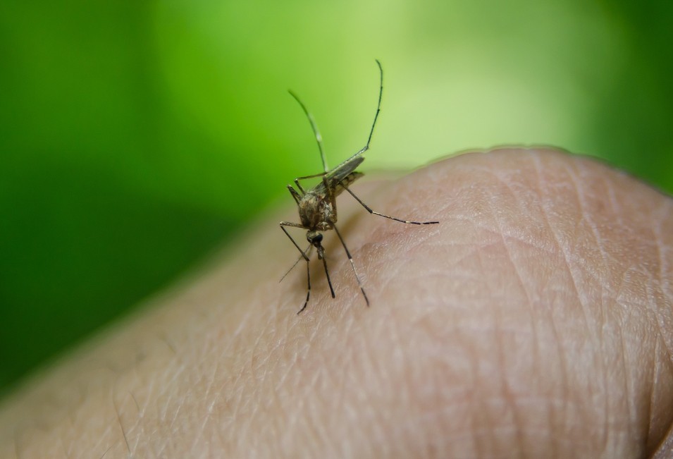 Ações contra a dengue são reforçadas no interior de Cascavel