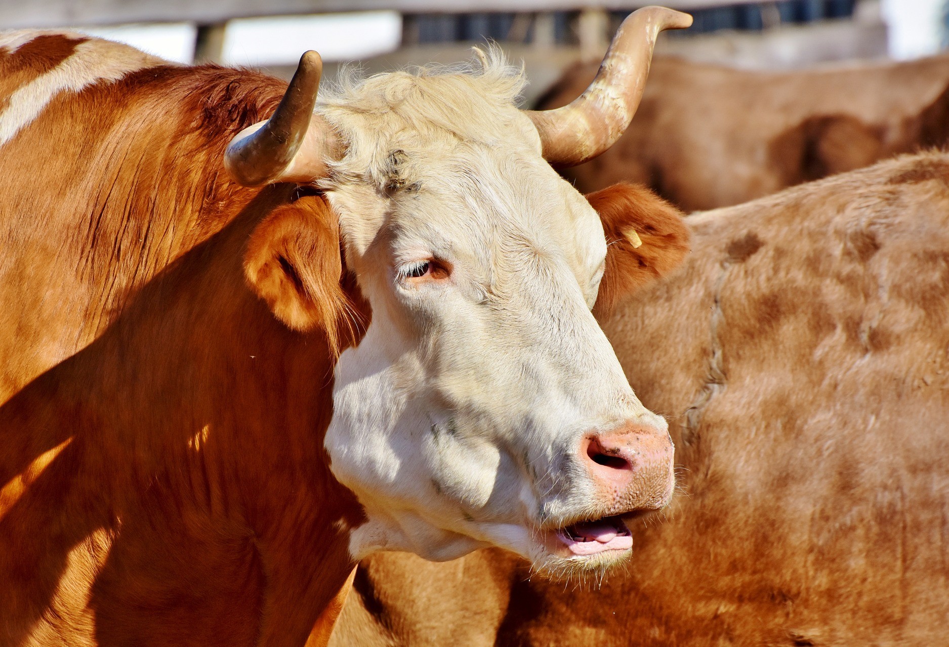 Em 2029, o Brasil deve produzir 12,6 milhões de toneladas de carne bovina 