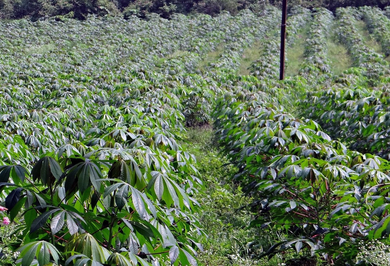 Produtores de raiz mandioca reclamam do alto custo de produção 