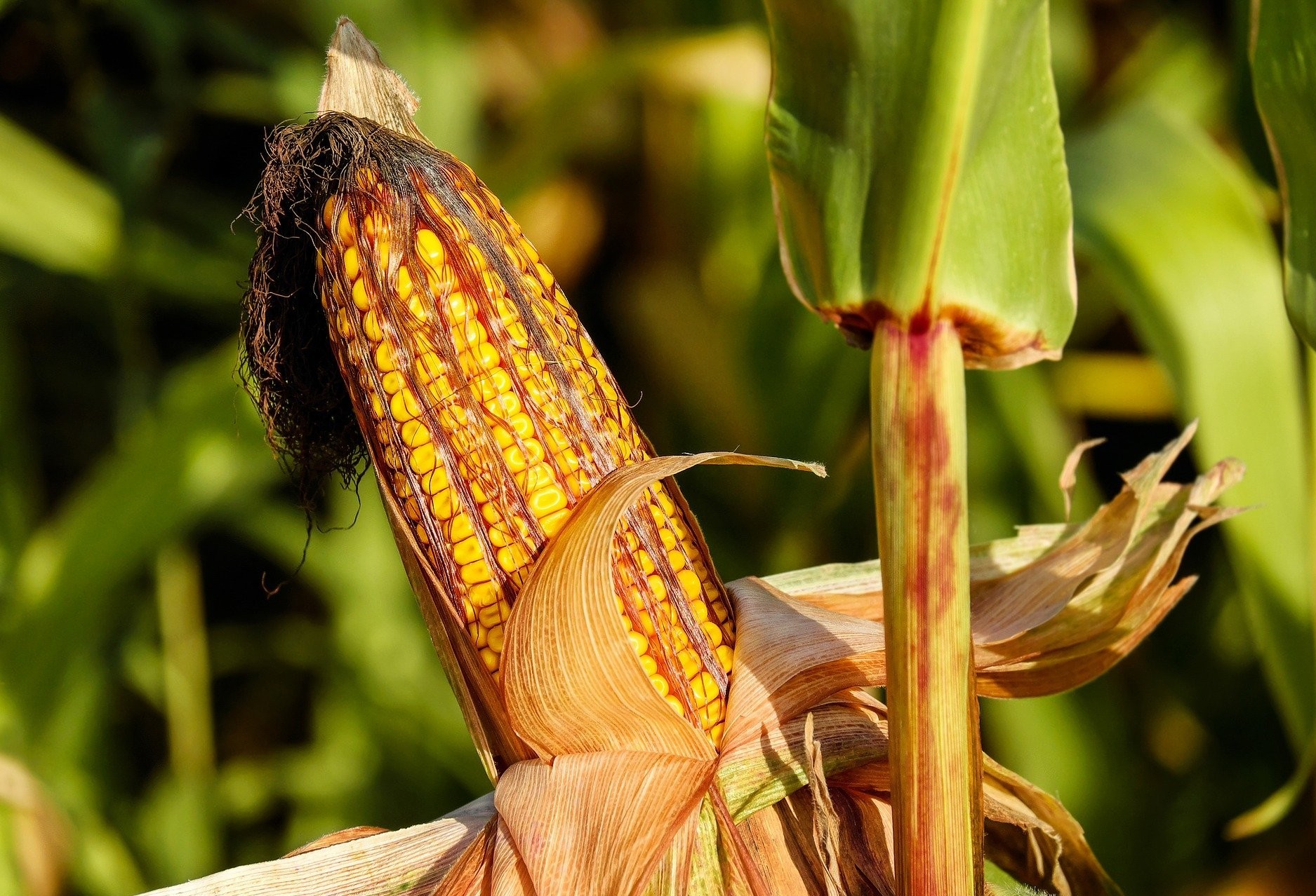 Por causa de chuvas,  Paraná colheu apenas 11% da safra de milho 