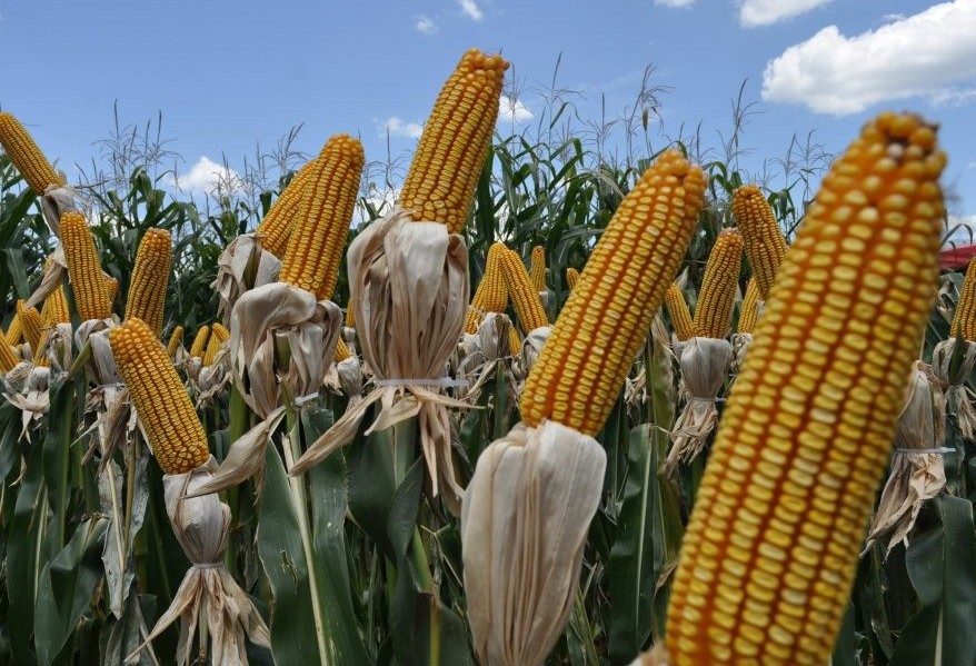 Especialistas falam sobre safra e exportação do milho para os Estados Unidos