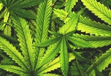Audiência pública na Assembleia vai debater regulamentação da cannabis