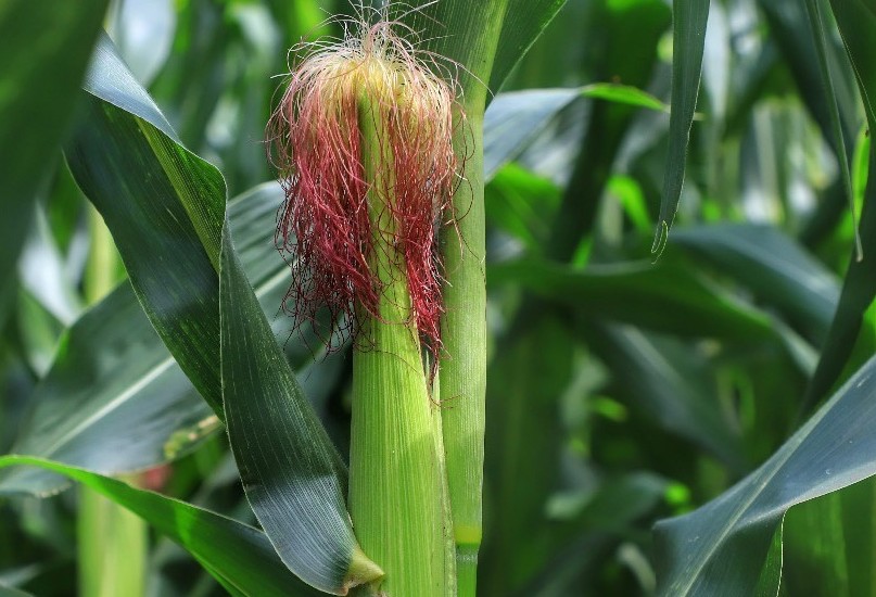 Condições climáticas vão impactar produção do milho safrinha?