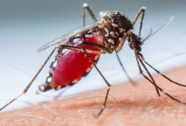Dengue: Cascavel registra 6.681 casos da doença