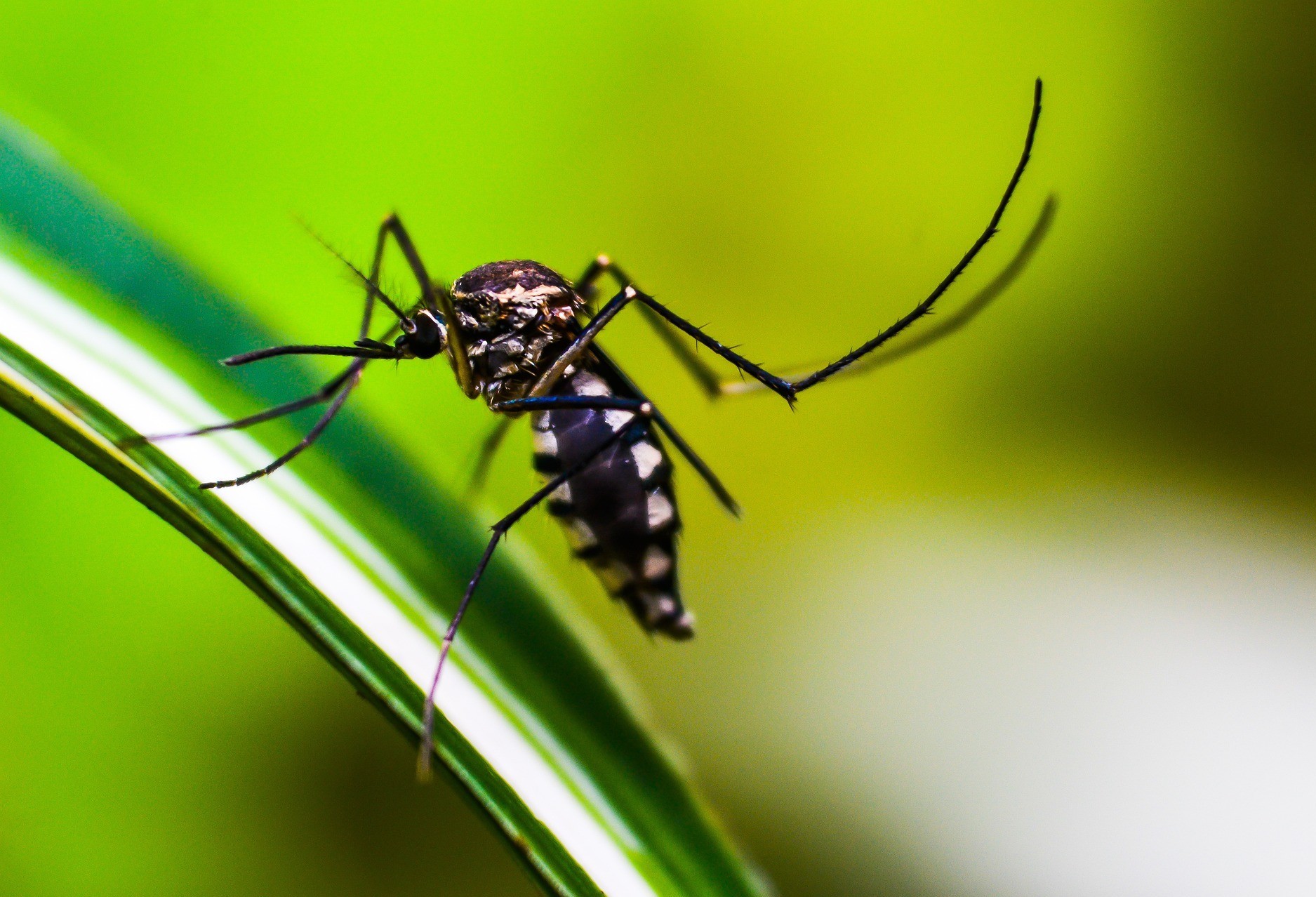 Cascavel registra 6 casos de dengue 