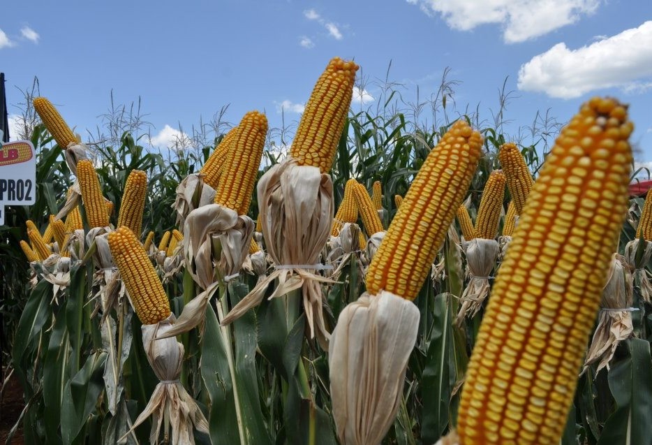 Paraná pede prorrogação do prazo de plantio de milho safrinha