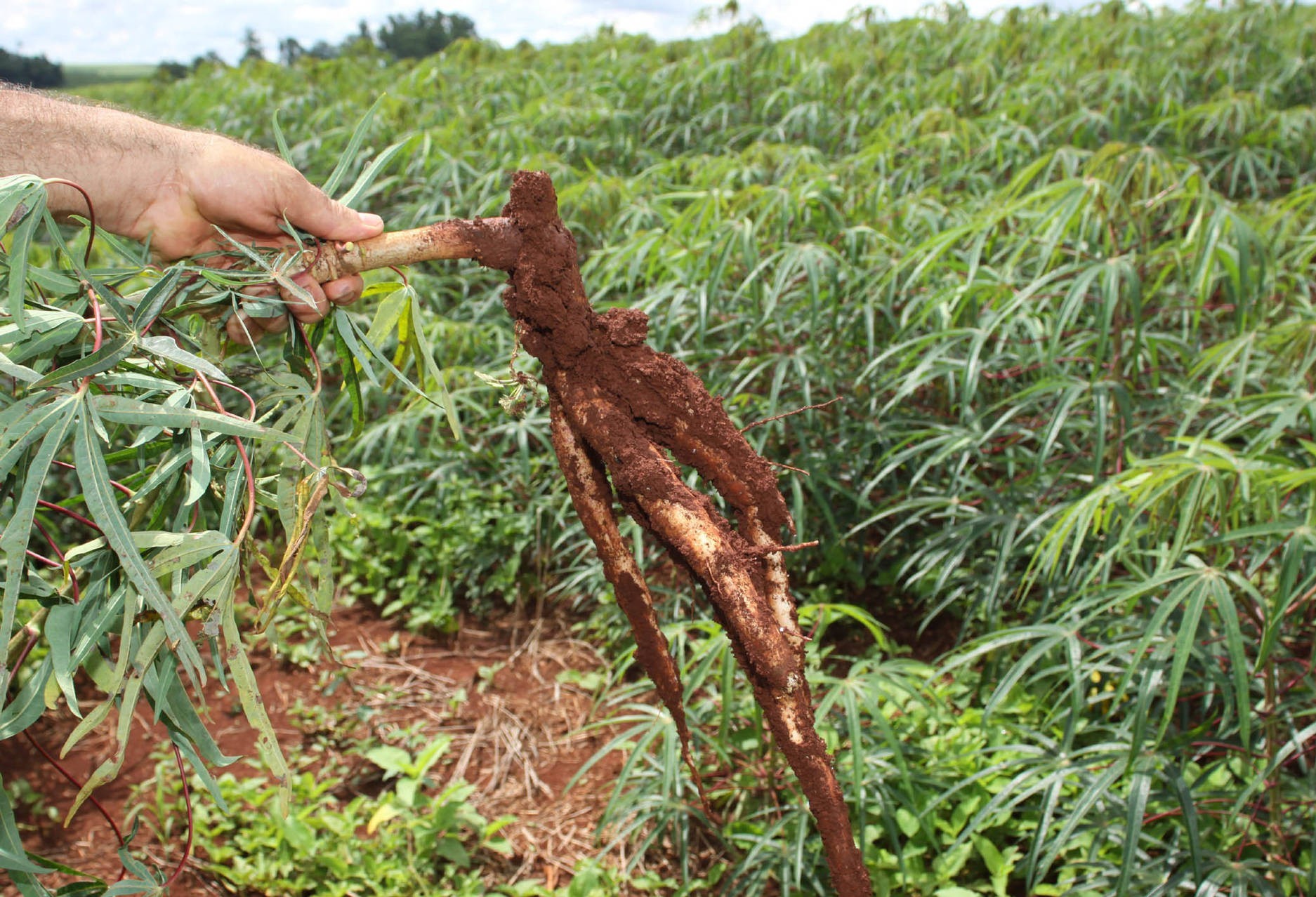 IAPAR  lança nova cultivar de raiz de mandioca 