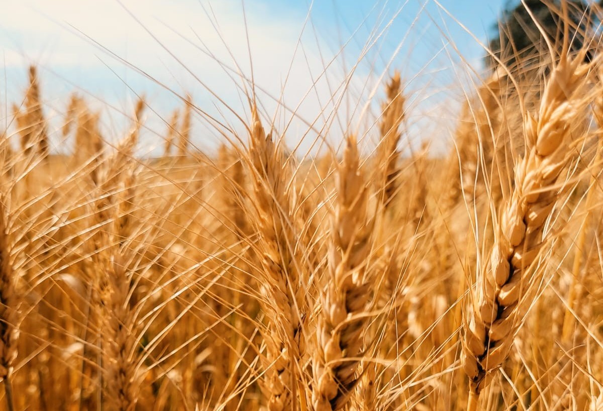 Secretário de Agricultura do Paraná dá início oficial da colheita de trigo no Show Rural de Inverno 