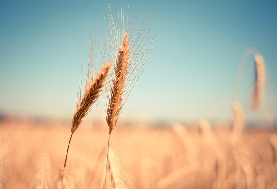 No Paraná, colheita do trigo chega a 76% 