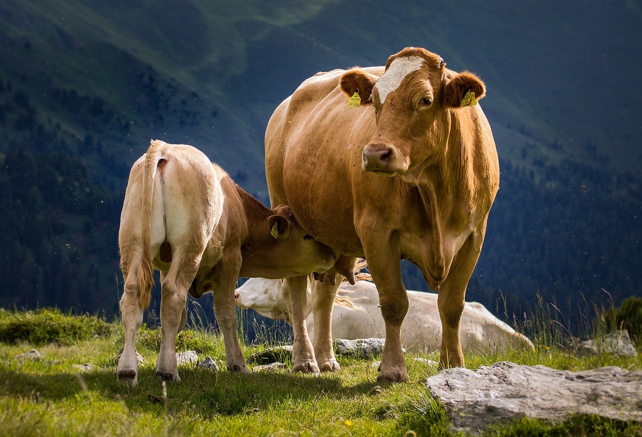 Cromo é aliado na redução dos níveis de estresse nos bovinos de leite